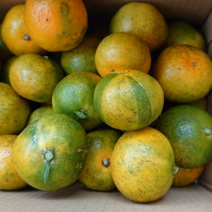 和歌山県産 ゆら早生みかん 小玉 1.9キロ 家庭用