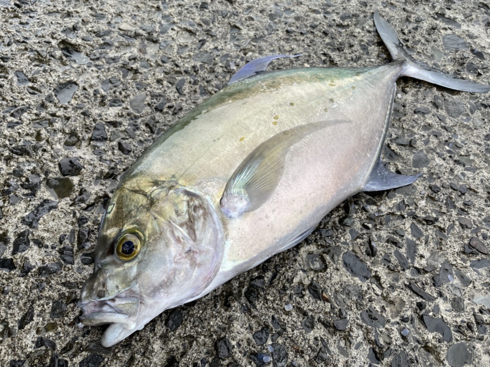 魚突き 鹿児島県竹島のナンヨウカイワリ2 3kg 鱗 下処理済み 農家漁師から産地直送の通販 ポケットマルシェ