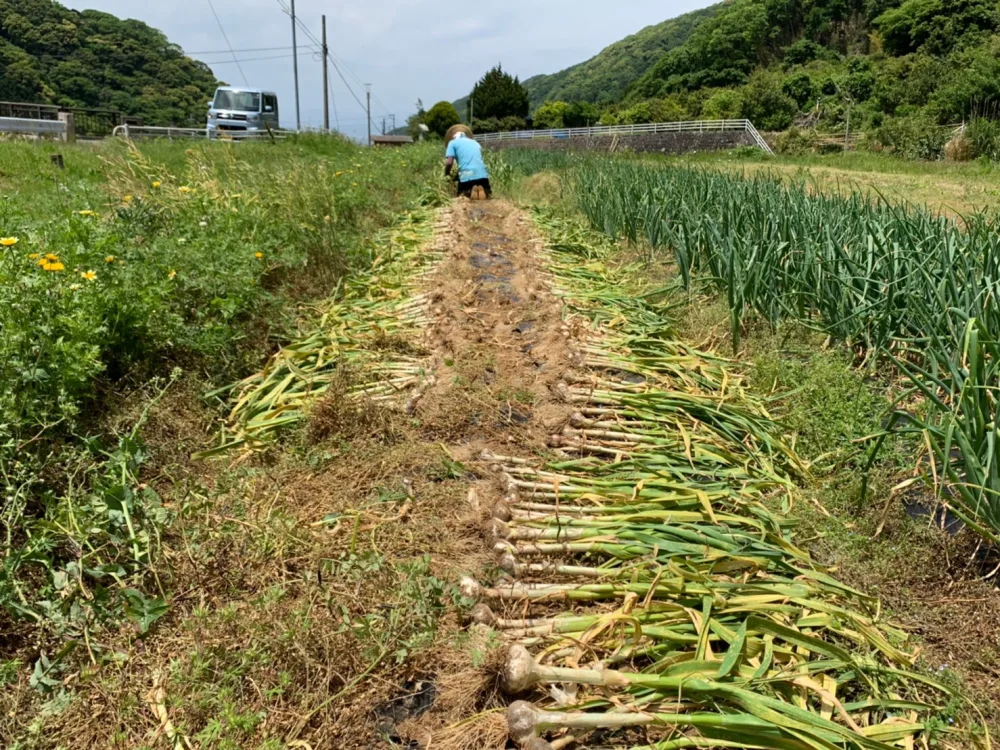 【毎週10名様限定】実季楽農園・こだわりの野菜セットMサイズ(7～9品目)♪