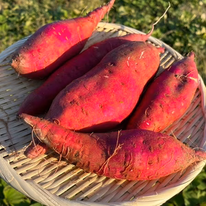 農薬不使用だから安心！愛知県産さつまいも！カカオいも（べにはるか）