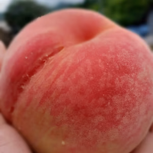 ☆７月中旬~発送　夏の王道果実「和歌山の桃」