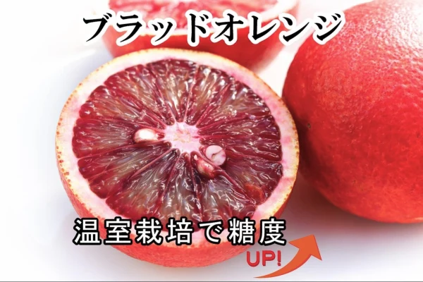 真っ赤な果汁！能古島のブラッドオレンジ モロ 1.7~20kg
