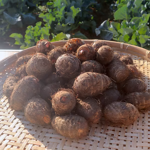 【銀賞受賞！】農薬・化学肥料不使用 里芋セレベス 約4.5kg