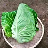【無化学肥料·無化学農薬】野菜セットM(7～9種入り)
