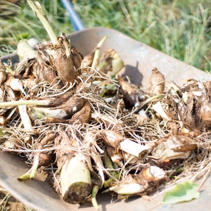 里芋 3kg 【もっちりと美味しい】