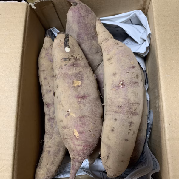 自然栽培　さつまいも(紅はるか)