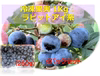 完熟手摘み選別した冷凍ブルーベリー１Kg ：ラビットアイ系（250gの4パック）