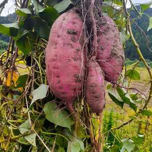 京都産・有機サツマイモ(紅はるか)