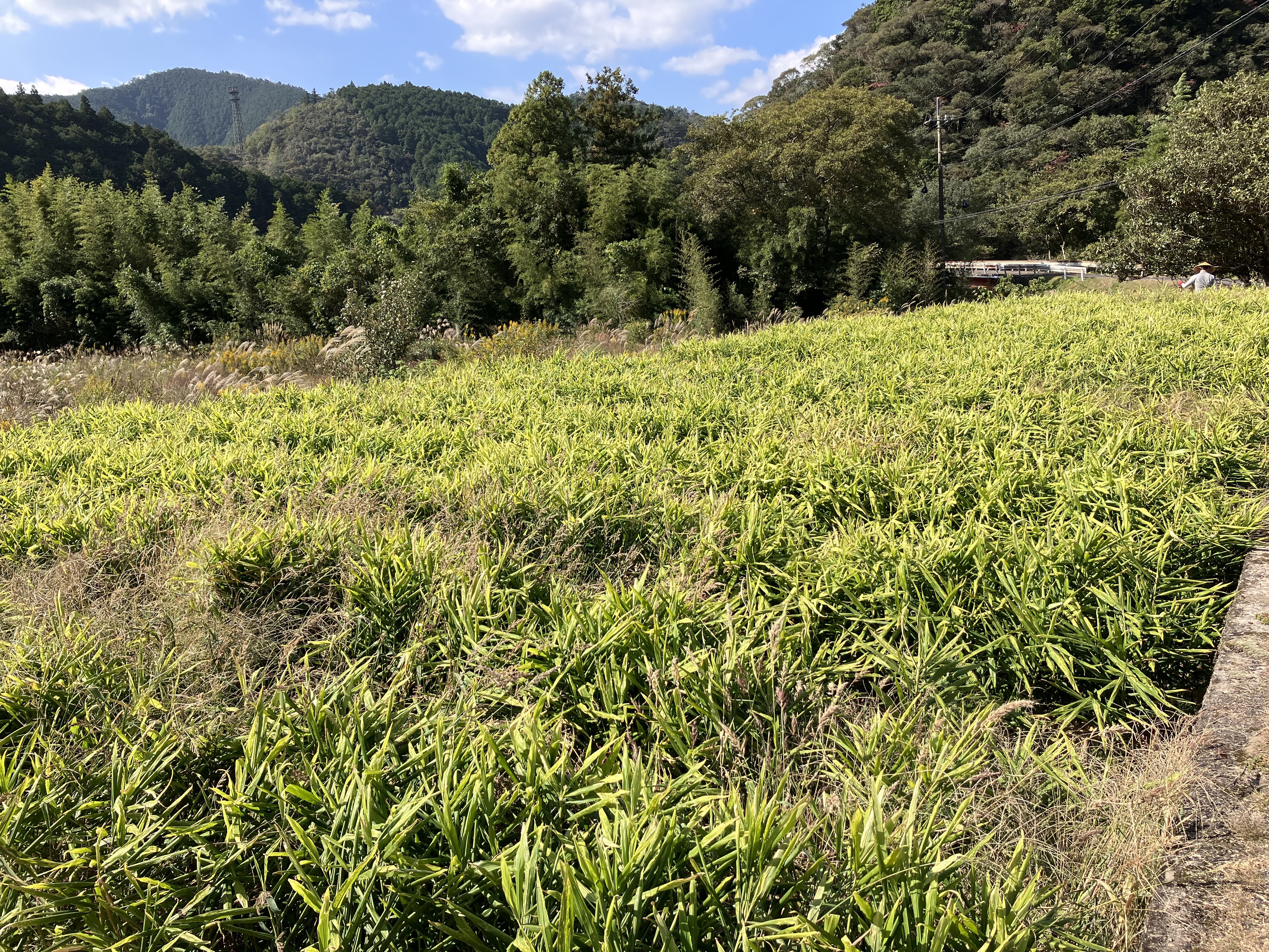 野菜 薬味 高知土佐四万十親生姜1.5kg 産地直送