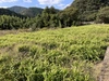 高知 土佐四万十黄生姜【栽培時農薬・化学肥料不使用】