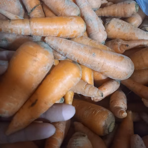 とても甘い八ヶ岳高原の訳ありにんじん（農薬・化学肥料不使用）小さめ