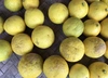  注文後収穫 ニューサマーオレンジ　自然栽培農薬消毒肥料不使用