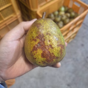 超訳あり規格外ラフランス5キロバラ詰め箱込5.5キロ