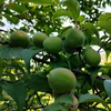 特別栽培・低農薬　南高梅（青梅）2kg