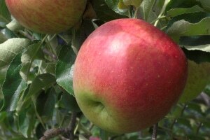 サンつがる2.7kg 1箱2.5kg 8〜11玉