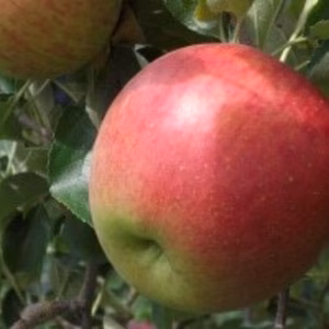 サンつがる2.7㎏