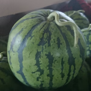 ３玉セット訳ありB品(空洞果)小吹スイカLサイズ4.7〜6.5kg