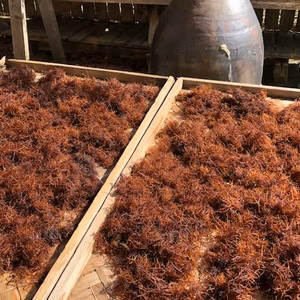 伊豆の美味しい　フノリ　ふのり　布海苔　／４０グラムです　訳あり品