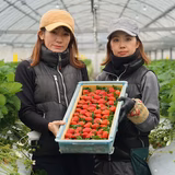 平川貴照 | 平川いちご農園