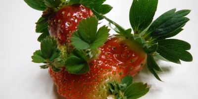 こんなイチゴ見たことない！