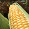 訳があっても美味しい生で食べれる「トウモロコシ10〜12本」