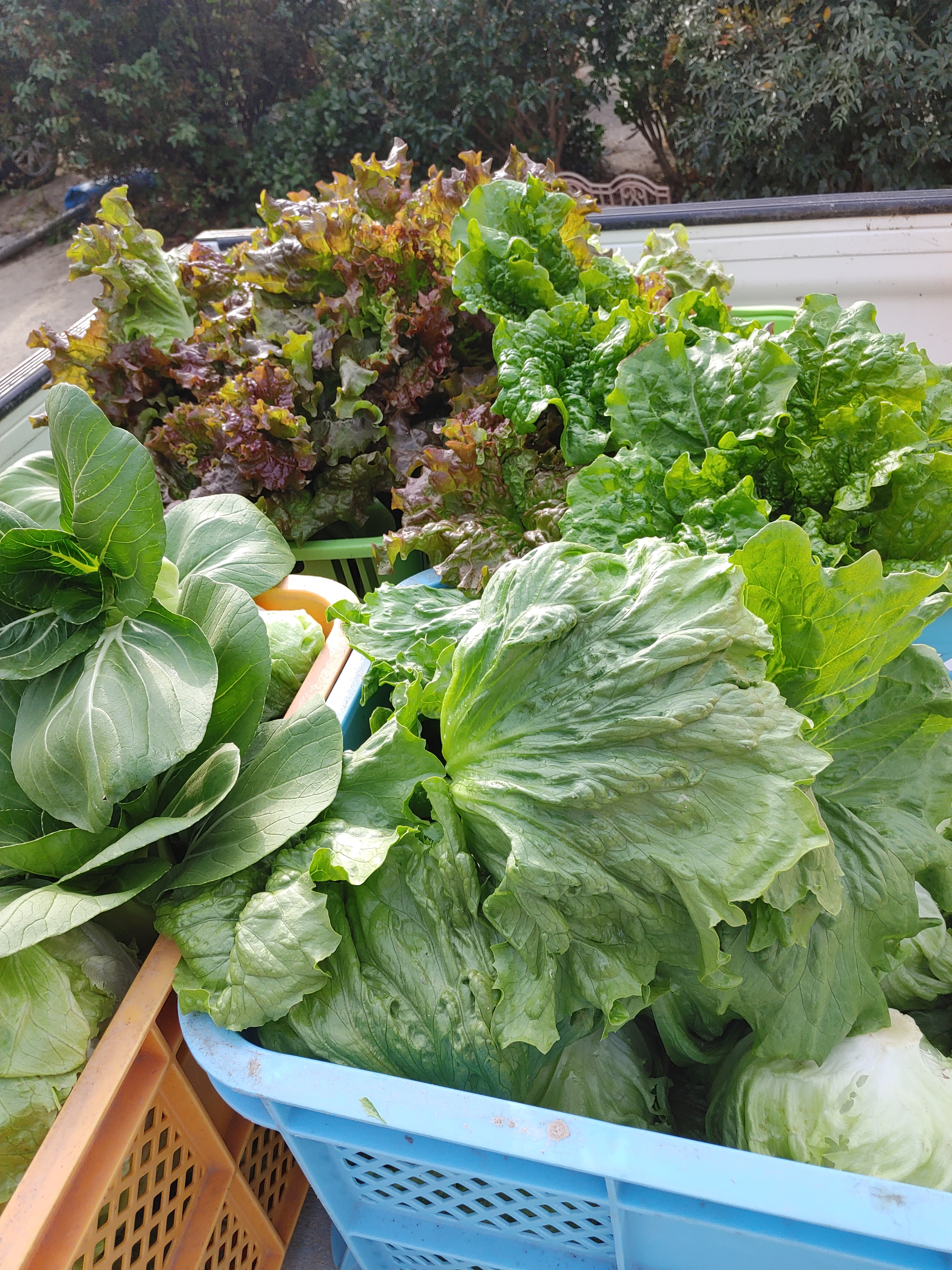 淡路島、野菜セット 野菜セット