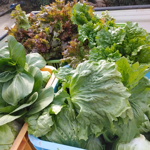 淡路島、野菜セット