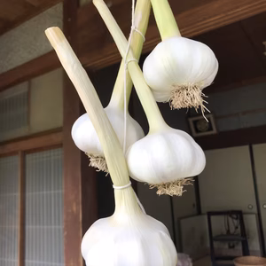 特別栽培　生にんにく　500g