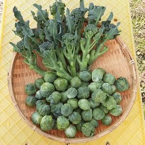 甘~い！芽キャベツとスティクセニョールのセット❕