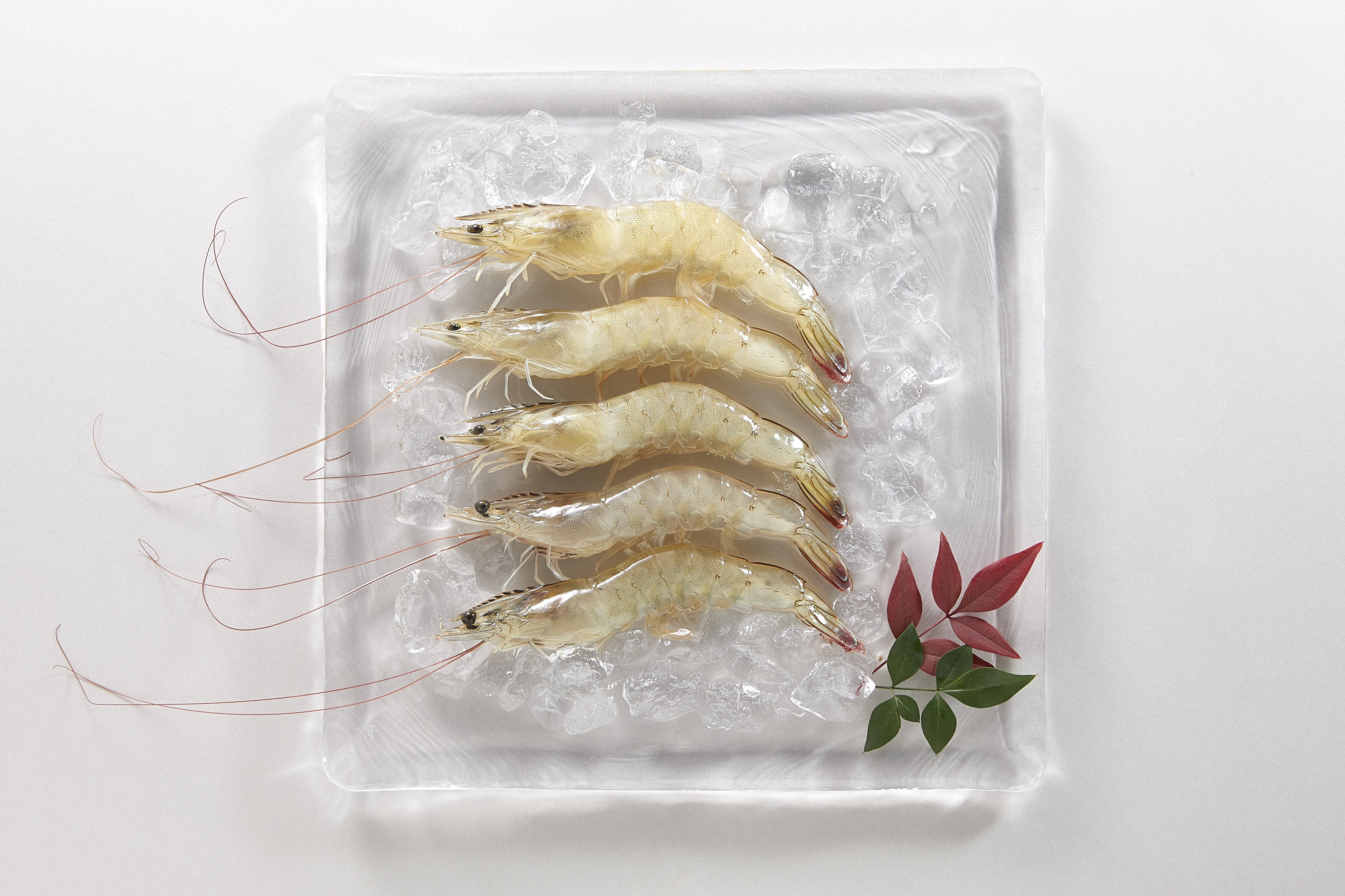 Mサイズ】おうみ海老３パック入り 活〆急速冷凍｜魚介類の商品詳細