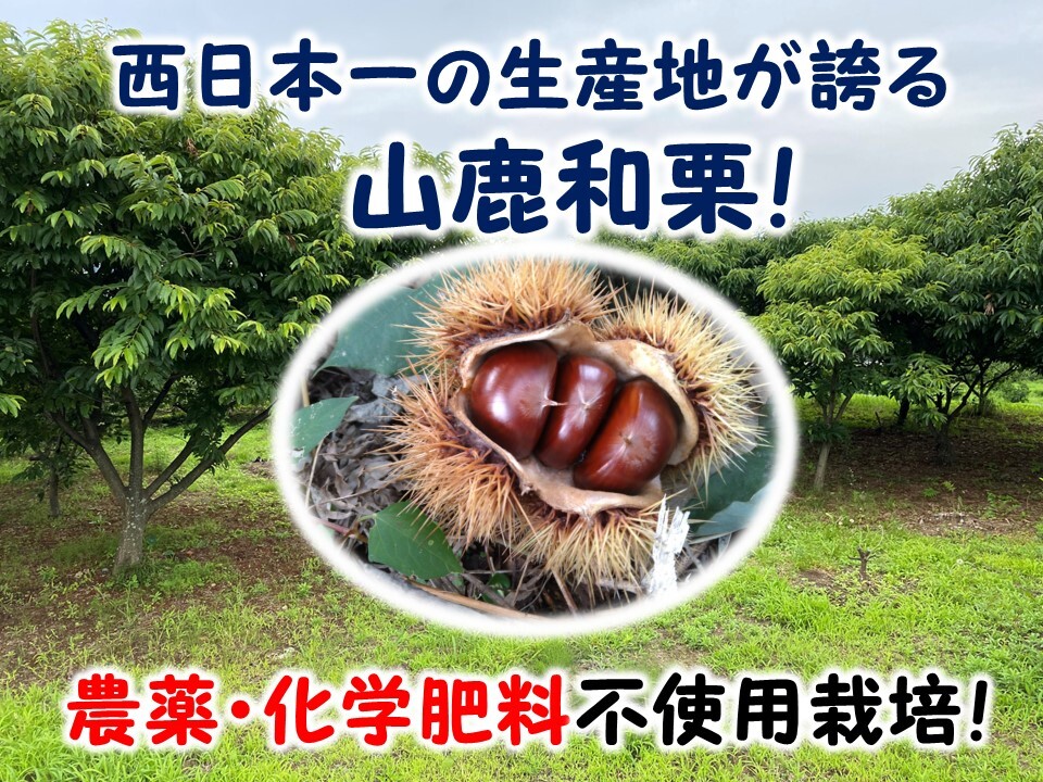 ホクホク甘さ凝縮！『冷凍むき栗』山鹿和栗500g～1kg｜栗（くり