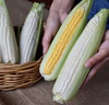 多品目栽培農家直送！採れたて新鮮スイートコーン