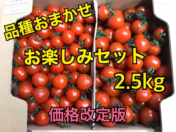 【川上農園】品種おまかせ　ミニトマト2.5kg 茨城県産
