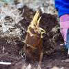 たけのこ（孟宗竹）朝採れ配送 3kg（発送地域限定一律1100円）