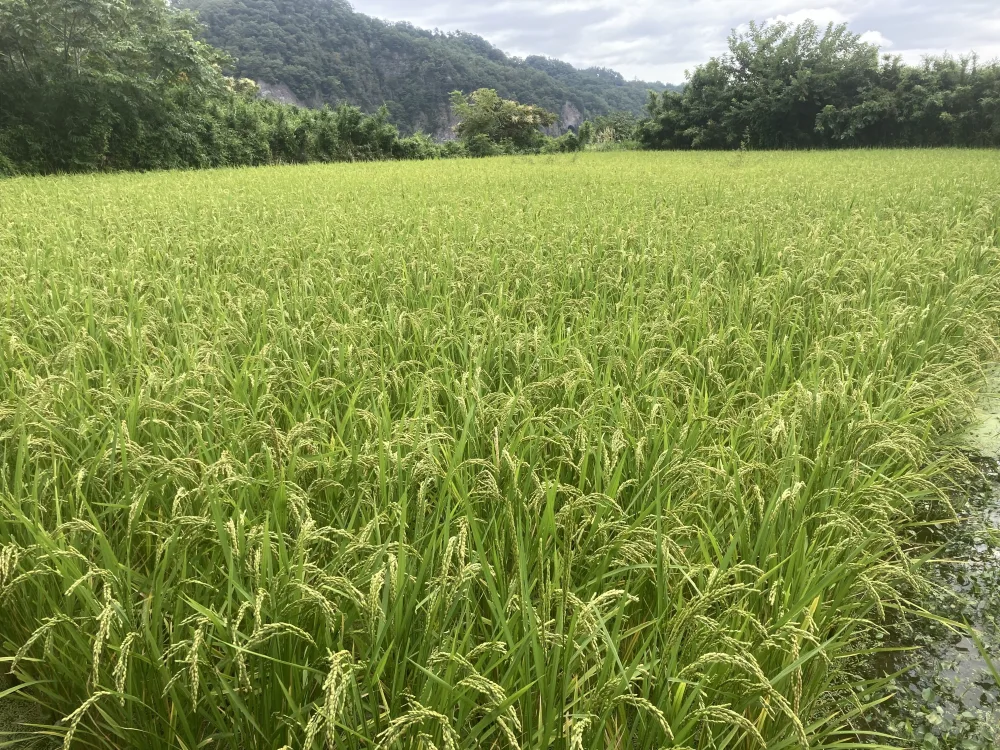幻の農林48号