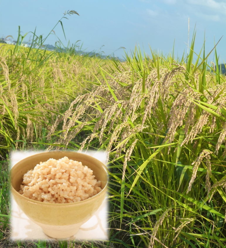 幻の米 多古米 コシヒカリ 玄米 20kg - 米