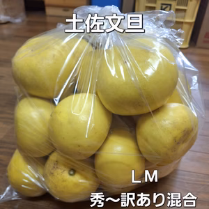※訳あり小玉　土佐文旦10キロ入１箱(保存袋付き)