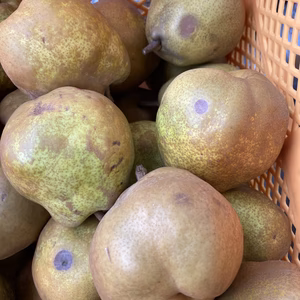 訳あり規格外ラフランス5キロバラ詰め箱込み6キロ