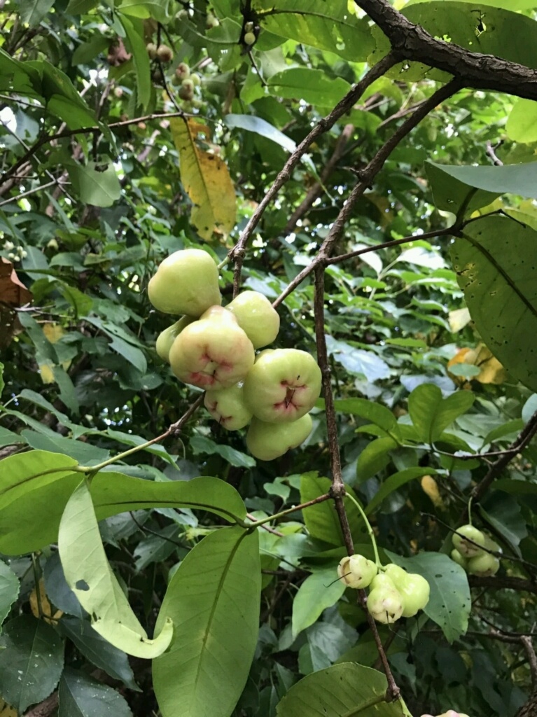 完全無農薬レンブ 農家漁師から産地直送の通販 ポケットマルシェ