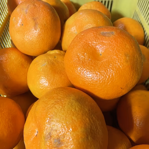 (訳あり)熟成宮内いよかんサイズ混合