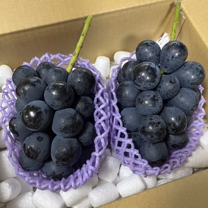 大粒【ナガノパープル】クール便で新鮮 皮ごとジューシー ２房 1.1㎏以上