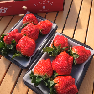 SAGA 県産　『いちごさん』　２パック　500ｇ以上