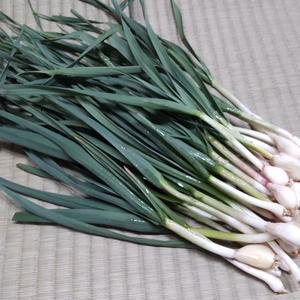 【畑切替中につき一時中断】★葉ニンニク500g入り★専用品種　ハーニック★