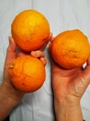 柑橘2種味比べ【はるか・不知火】家庭用　5キロ