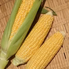甘い！ハウスで育てたトウモロコシ【ゴールドラッシュ】
