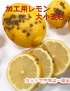 ［加工用］農薬控えめ新鮮レモン7kg