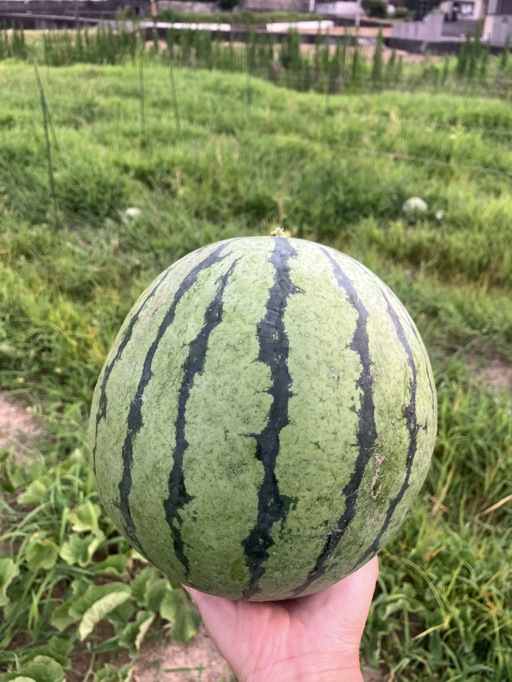 大和スイカ 自然栽培 自家採種 約2kg