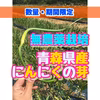 【無農薬栽培】青森県産にんにくの芽【数量・期間限定販売】