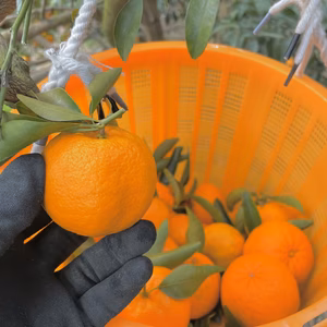 【樹成完熟】甘〜いポンカン‼︎中山農園のポンカン