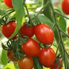 ２kg　高糖度・高リコピンミニトマト　シュガープラム(300004)